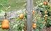 Butternut Squash ‘Honey Nut’