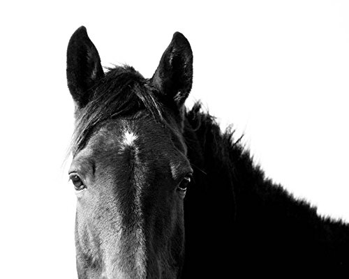 Amazon Com Black And White Horse Photography Fine Art Animal