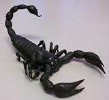Rubber Black Scorpion Novelty Prop