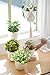 Mkono 6 Pack Plastic Plant Pots for Plants with Saucers, 5.5