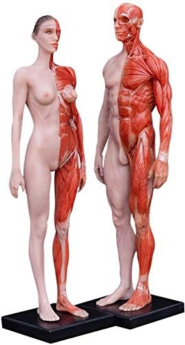 市場 男性と女性の樹脂人体解剖学頭蓋骨頭体モデル筋肉骨モデル 30 Cm