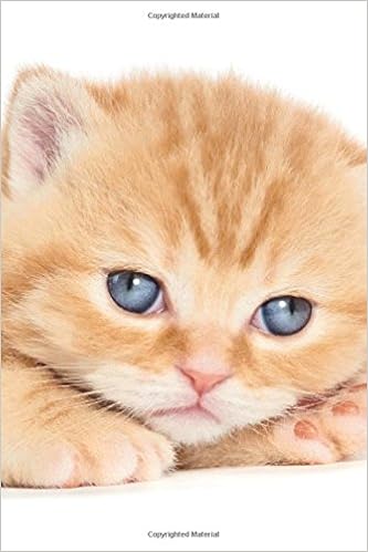 Buy British Shorthair Kitten Autumn Notebook Journal