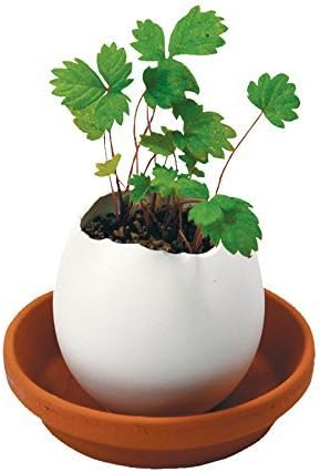 Noted Eggling - Wild Strawberry by Eggling