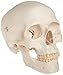 3B Scientific A20/9 Classic Skull w/ Brain 5-part - 3B Smart Anatomy