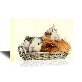 Guinea Pigs Piled Up in a Wicker Basket