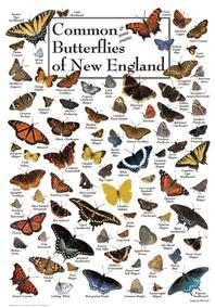 18" x 24" Butterlfies of New England Puzzle 550pc