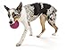 West Paw Zogoflex Air Boz Dog Toy – Floatable Pet Ball for Dogs, Fetch, Play, Chewing – Non-Toxic, Recyclable, Latex-Free Canine Toys – Durable Exterior Texture, Bouncy Squishy Ball, Large, Currant