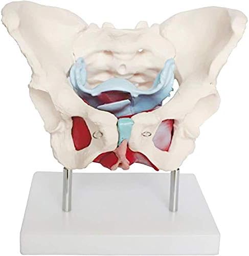Minsong Female Pelvis Model,Adult Human Anatomical Skeleton Model Life Size