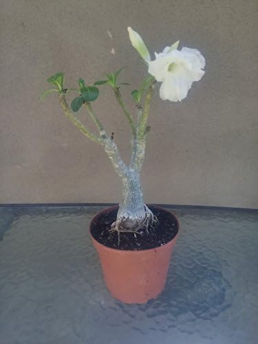 9GreenBox - White Angel Desert Rose by 9GreenBox