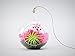 Bliss Gardens Air Plant Terrarium Kit with 4" Round Glass / Pink Flowers / Tillandsia Mother's Day Gift / Pink Paradise