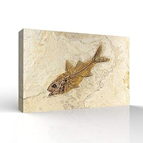 Canvas Wall Art - Vintage Animal Fish Fossil Living Room Poster Prints - Modern Home Art Stretched and Framed Ready to Hang - 12x18 inches