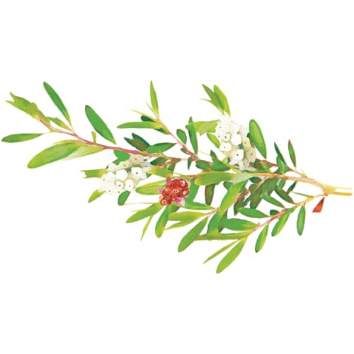 Tea Tree