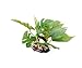 CNZ Landscaping Plastic Plant Decoration for Aquarium Fish Tank Reptile Terrarium