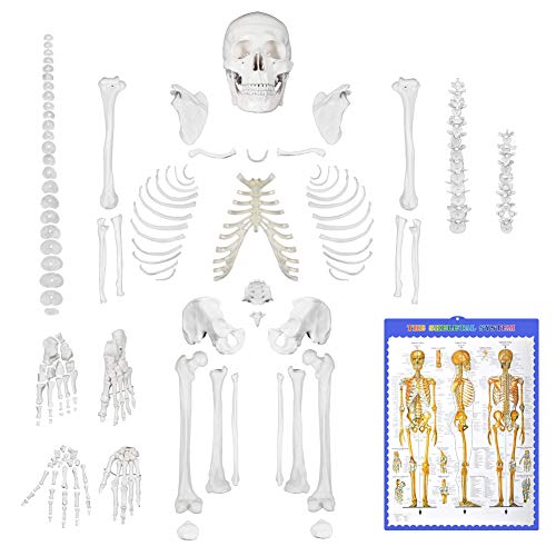 Disarticulated Human Skeleton Model for Anatomy Life Sized Anatomical