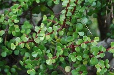 Elephant Bush Jade 6 Cuttings 3 Portulacaria Afra Green 3 Variegata 4-6" Each Rare MHWK37