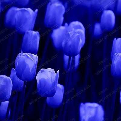 SILKSART 10 Tulip Bulbs early bloom Perennial Bulbs for Garden Planting Beautiful Flower--SHIPPING NOW!!!