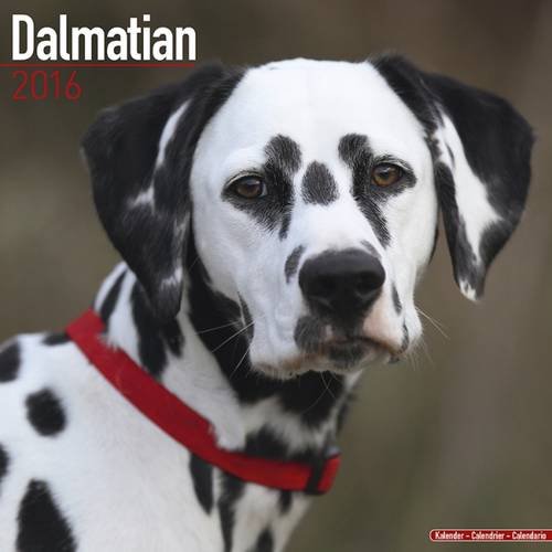 Dalmatian Calendar - Only Dog Breed Dalmatian Calendar - 2016 Wall calendars - Dog Calendars - Monthly Wall Calendar by Avonside