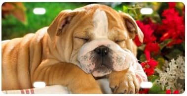 American Bulldog Novelty License Plate Decorative Front Plate 6" X 12"