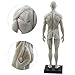 HUBERY MODEL 11 Inch Male Human Anatomy Model of Art Anatomy Figure(White)