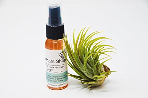 Air Plant Fertilizer Spray with FREE Air Plant / Bromleliads and Orchids / 2oz Spray Bottle