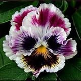 Pop Top Pansy Seeds 50 Seeds Upc 647923988888