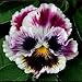 Pop Top Pansy Seeds 50 Seeds Upc 647923988888