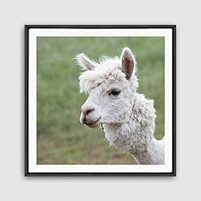 Framed Canvas Wall Art Alpaca Canvas Prints Home Artwork Decoration for Living Room,Bedroom - 16x16 inches