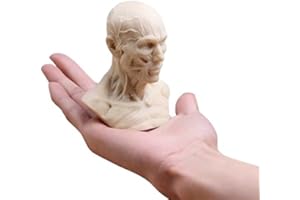 BoNew-Oral Human Model Anatomy Skull Head Muscle Bone Medical Art for The School