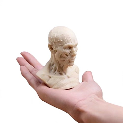 BoNew Human Model Anatomy Skull Head Muscle Bone Medical Art For The School