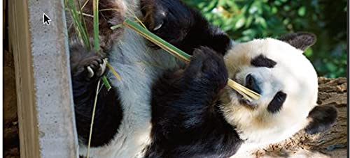 パンダ自身 2頭め 光文社女性ブックス Vol 186 女性自身mook 出版企画室 編集 本 通販 Amazon