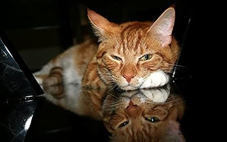 Amazon パズル1000ピース動物の眠そうな目の猫 2つのホリデーアクティビティ子供大人のための家族向けギフト インテリア オンライン通販