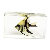 REALBUG Angel Fish Paperweight (2.9x1.6x1)