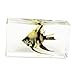 REALBUG Angel Fish Paperweight (2.9x1.6x1)
