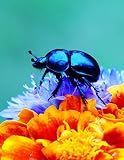 Notebook: Forest Beetle Flowers Petals insect larva species weevil firefly by Wild Pages Press