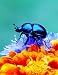 Notebook: Forest Beetle Flowers Petals insect larva species weevil firefly by Wild Pages Press