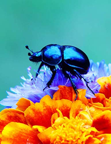 Notebook: Forest Beetle Flowers Petals insect larva species weevil firefly by Wild Pages Press
