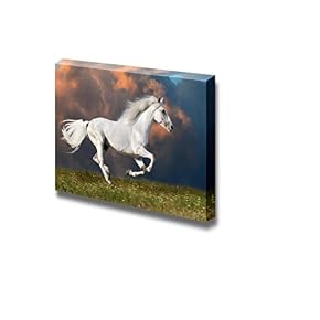 White Horse Runs Gallops Under The Dark Sky...