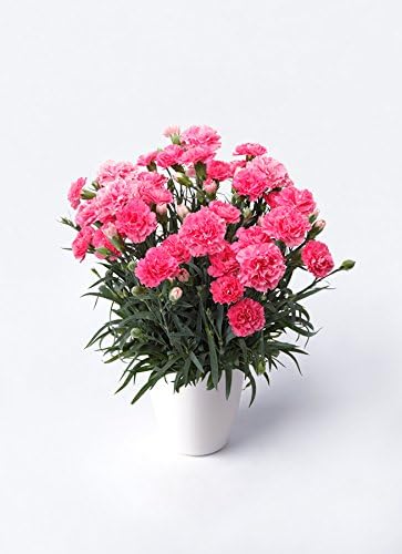 Amazon Hitohana ひとはな 母の日ギフト 鉢花カーネーション 5号クレアピンクラスターポット 観葉植物 オンライン通販