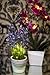 Orchid & Ivy Lighted Artificial Lavender Flower Plant with Timer - Battery Operated with 15 Lights