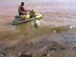 animal planet's funniest home videos