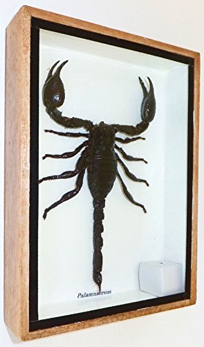 Real Exotic Poisonous Scorpion - Preserved Taxidermy Insect Bug Collection Framed in a Wooden Box as Pictured