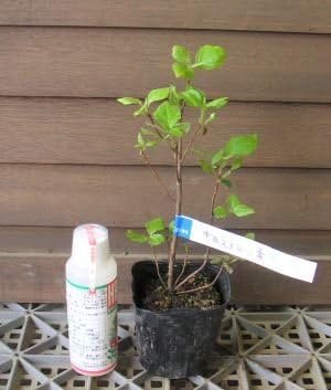 Amazon ツツジ 清澄三葉躑躅 キヨスミミツバツツジ 植木