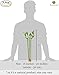 3 Betta Bamboo Plant – Create attractive Zen Garden - Purifies water by absorbing Nitrate and Ammonia - Control algae by competing for nutrients - Extreme Hardy plant, survive in low light condition