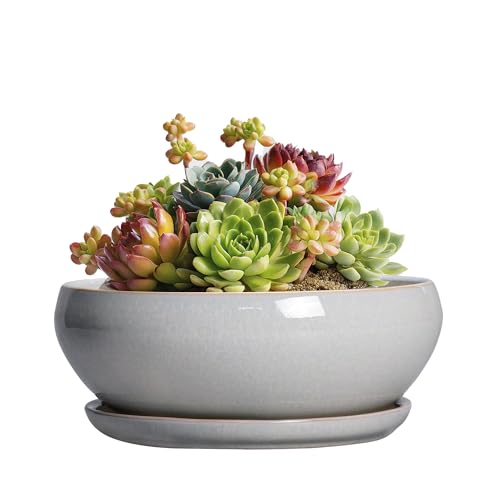 SQOWL Succulent Planters