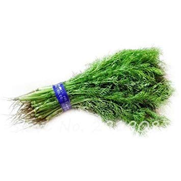 ASTONISH Seeds: 12: 100Pcs EU Fragrant Bulb Fennel Seeds Organic Vegetable Cooking SPS Anise Flavor Use in Soups, Salads, Stir-Fries 12