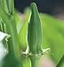 David's Garden Seeds Okra Clemson Spineless Perfection SL2588 (Green) 100 Non-GMO, Heirloom, Organic Seeds