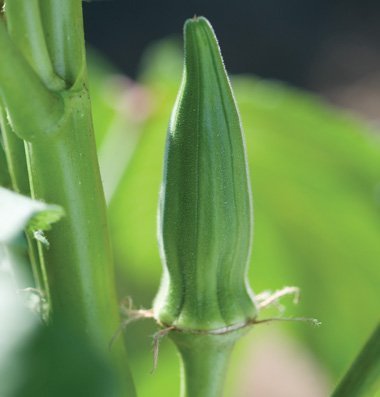 David's Garden Seeds Okra Clemson Spineless Perfection SL2588A (Green) 100 Organic Seeds