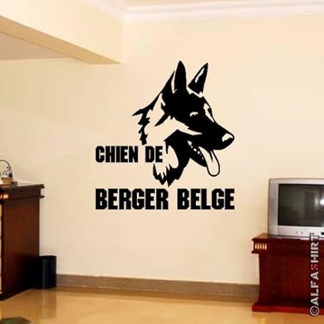 Amazonfr Chien De Berger Belge Berger Laekenois Chien