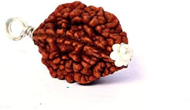 Gemsking Two MUKHI RUDRAKSHA 100% Original & Natural Rudrakash fine Quality