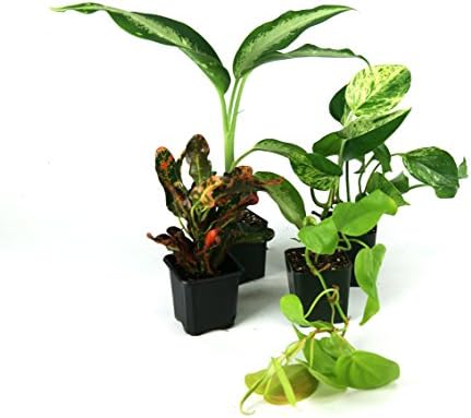 bioactive crested gecko kit